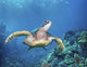 Hawaii, Green Sea Turtle An Endangered Species Wall Mural