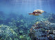 Hawaii, Green Sea Turtle An Endangered Species Wall Mural