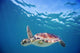 Hawaii, Green Sea Turtle An Endangered Species Wall Mural