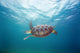 Hawaii, Green Sea Turtle An Endangered Species Wall Mural