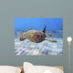 Hawaii, Green Sea Turtle An Endangered Species Wall Mural