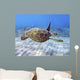 Hawaii, Green Sea Turtle An Endangered Species Wall Mural