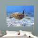 Hawaii, Green Sea Turtle An Endangered Species Wall Mural