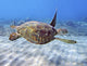 Hawaii, Green Sea Turtle An Endangered Species Wall Mural