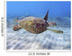 Hawaii, Green Sea Turtle An Endangered Species Wall Mural