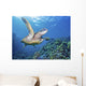 Hawaii, Green Sea Turtle An Endangered Species Wall Mural