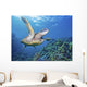 Hawaii, Green Sea Turtle An Endangered Species Wall Mural