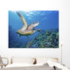 Hawaii, Green Sea Turtle An Endangered Species Wall Mural