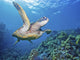 Hawaii, Green Sea Turtle An Endangered Species Wall Mural