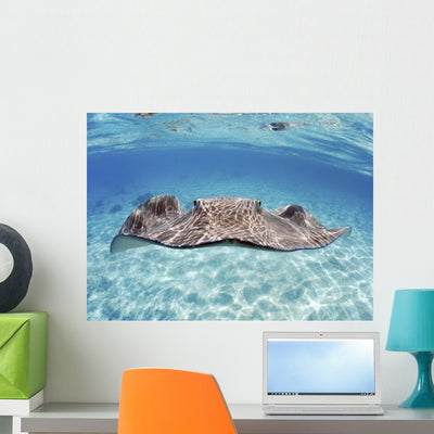 Stingray Beautiful Turquoise Water Wall Mural shown on a wall