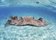 Stingray In Beautiful Turquoise Water Wall Mural