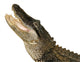 Snapping Alligator Wall Decal