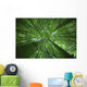 Hawaii, Maui, Bamboo Forest Wall Mural