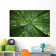 Hawaii, Maui, Bamboo Forest Wall Mural