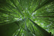 Hawaii, Maui, Bamboo Forest Wall Mural