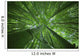 Hawaii, Maui, Bamboo Forest Wall Mural