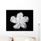 Hawaii, Close-Up Of A White Hibiscus Wall Mural