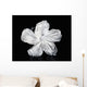Hawaii, Close-Up Of A White Hibiscus Wall Mural
