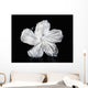 Hawaii, Close-Up Of A White Hibiscus Wall Mural