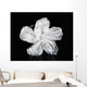 Hawaii, Close-Up Of A White Hibiscus Wall Mural