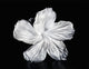 Hawaii, Close-Up Of A White Hibiscus Wall Mural