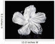 Hawaii, Close-Up Of A White Hibiscus Wall Mural