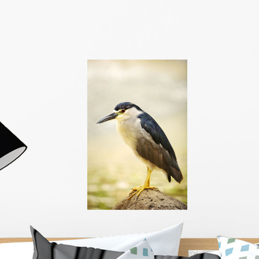 USA, Hawaii, Black Crowned Night Heron Wall Mural