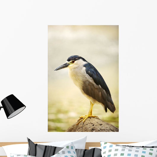 USA, Hawaii, Black Crowned Night Heron Wall Mural