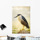 USA, Hawaii, Black Crowned Night Heron Wall Mural