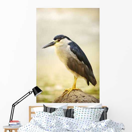 USA, Hawaii, Black Crowned Night Heron Wall Mural
