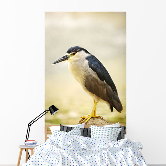 USA, Hawaii, Black Crowned Night Heron Wall Mural