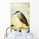 USA, Hawaii, Black Crowned Night Heron Wall Mural