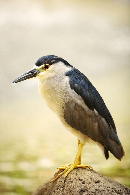 USA, Hawaii, Black Crowned Night Heron Wall Mural
