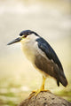 USA, Hawaii, Black Crowned Night Heron Wall Mural