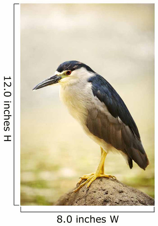 USA, Hawaii, Black Crowned Night Heron Wall Mural