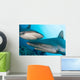 Micronesia, Two Gray Reef Sharks In Turquoise Ocean Water Wall Mural