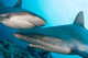 Micronesia, Two Gray Reef Sharks In Turquoise Ocean Water Wall Mural