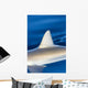 Hawaii, Gray Reef Shark Wall Mural