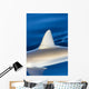 Hawaii, Gray Reef Shark Wall Mural