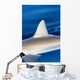 Hawaii, Gray Reef Shark Wall Mural