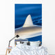 Hawaii, Gray Reef Shark Wall Mural