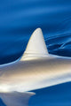 Hawaii, Gray Reef Shark Wall Mural