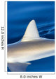 Hawaii, Gray Reef Shark Wall Mural
