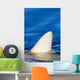 Hawaii, Gray Reef Shark Wall Mural