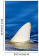 Hawaii, Gray Reef Shark Wall Mural