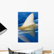 Hawaii, Gray Reef Shark Wall Mural