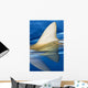 Hawaii, Gray Reef Shark Wall Mural