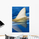 Hawaii, Gray Reef Shark Wall Mural