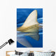 Hawaii, Gray Reef Shark Wall Mural