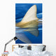 Hawaii, Gray Reef Shark Wall Mural